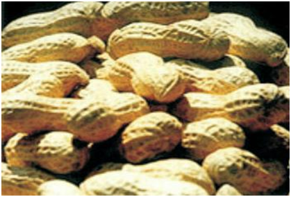 GA黄金甲(中国)最新官方网站